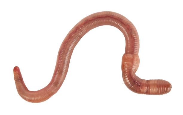Dendrobaena fish worms 0.5 kg medium (approx. 500 pieces)